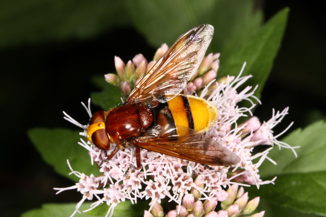 Volucella zonaria - Copyright Denis Bourgeois